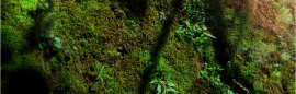 Biodiversity & Ecosystem Preservation